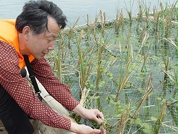 昆明滇池先锋植物浮床种植