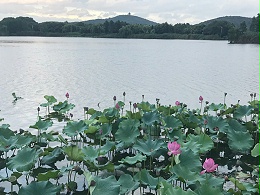 湖中荷花